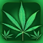 Weed Yo Screen