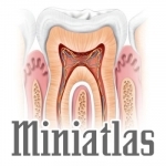 Miniatlas Dentistry