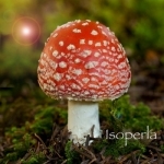 Mushroom Id - British Fungi Identification Guide to Toadstools and Mushrooms