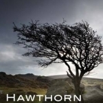 Hawthorn: The Tree That Has Nourished, Healed, and Inspired Through the Ages