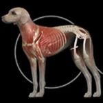 Dog Anatomy: Canine 3D