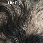 Life Pig