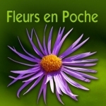 Fleurs en poche HD