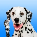 Dalmation Love - Stickers &amp; Keyboard For Dogs