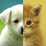 Cats &amp; Dogs Wallpapers HD - Cute Puppies &amp; Kittens