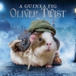 A Guinea Pig Oliver Twist