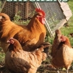 Starting with Chickens: A Beginner&#039;s Guide