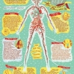 Writing the Body: A Writing Map from Head to Toe