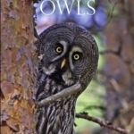 Owls