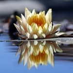 Photo Reflection HD - Water Reflect Effect Like &amp; Mirror Flip Blender Editor
