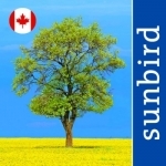 Tree Id Canada - identify over 1000 native Canadian species of Trees, Shrubs and Bushes