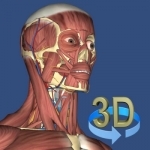 3D Anatomy