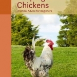 Keeping Chickens: Practical Advice for Beginners