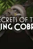 Secrets of the King Cobra