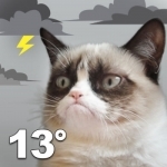 Grumpy Cat Weather