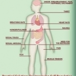 Interoception: The Eighth Sensory System