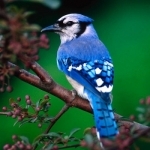 Birds Songs App, ornithology