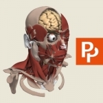 Head: 3D Real-time Human Anatomy