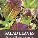 Salad Leaves for All Seasons: Organic Growing from Pot to Plot