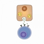 Biochemistry Lippincott’s Illustrated Q&amp;A Review