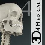 Essential Skeleton 4