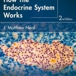How the Endocrine System Works