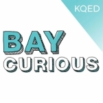 Bay Curious