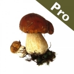 Roger&#039;s Mushrooms (Pro)