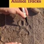 Basic Illustrated Animal Tracks