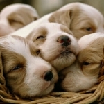 Cute Puppy Wallpapers | HD Backgrounds