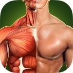 Human Anatomy 3D: Bodybuilding