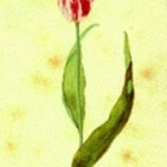 The Tulip