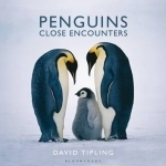 Penguins: Close Encounters