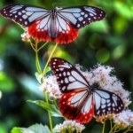 Butterfly Wallpapers(HD)-Best Backgrounds &amp; Themes