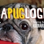 Apuglogies: Saying Sorry with Adorable Pugs