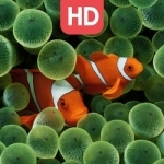 Live Aquarium HD Wallpapers | Backgrounds