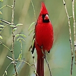 Cardinals - Bird Ringtones, Sounds Alerts, Alarms and More