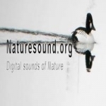nature sound&#039;s Podcast