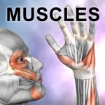 Learn Muscles : Anatomy Quiz &amp; Reference