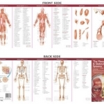 Anatomical Chart Company&#039;s Illustrated Pocket Anatomy: The Muscular &amp; Skeletal Systems Study Guide