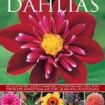 Dahlias