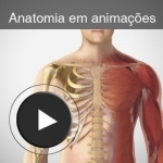 Anatomia em animações
