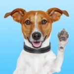 JackMoji - Stickers &amp; Keyboard for Jack Russells