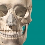 Skeleton Anatomy Atlas: Essential Reference