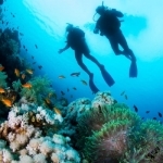 Scuba Diving - Amazing underwater world