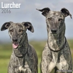 Lurcher Calendar 2016