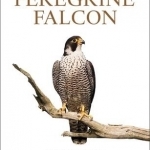 Peregrine Falcon