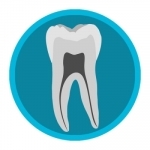 Dental Corpus Anatomy