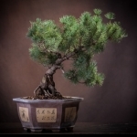 Bonsai Tree - A Guide to Growing Bonsai and Making Bonsai