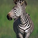 Zebra Stripes